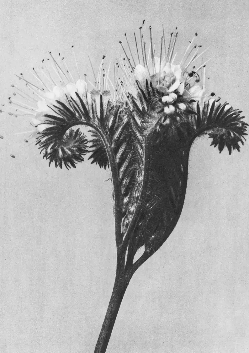 Detail hudobného nástroja.